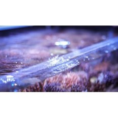 Banan Aquarium Fishguard - Gitter