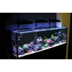 Banan Aquarium Fishguard - Gitter