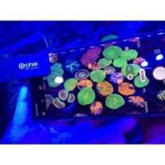 Sada akvária pro korálové čočky Orphek Reef akvárium