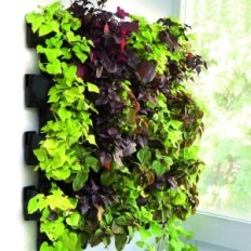 "Aquael Wall" modulis versa sodas