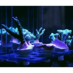 FAUNA MARIN Coral Deck Set SHELP SHOE OF POWER + 12 CLOTHES