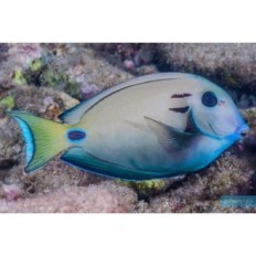 Acanthurus tennennti