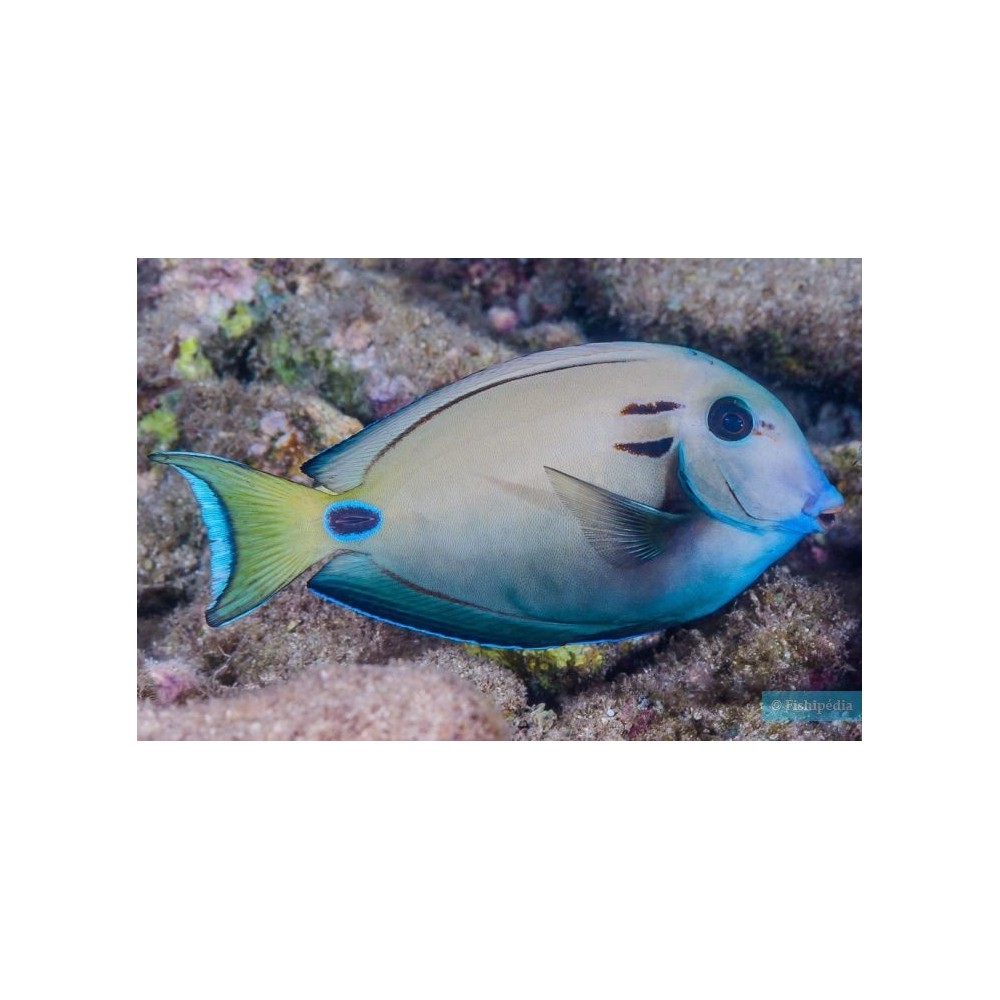 Acanthurus tennennti