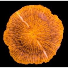 Pilz ultraorange sp.