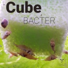 Qualrop Cube Bacter - Reservoir van nuttige bacteriën 4 stks.