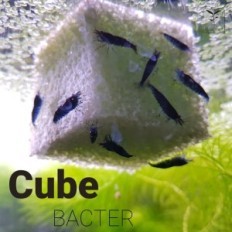 Qualrop Cube Bacter - kasulike bakterite veehoidla 4 tk.