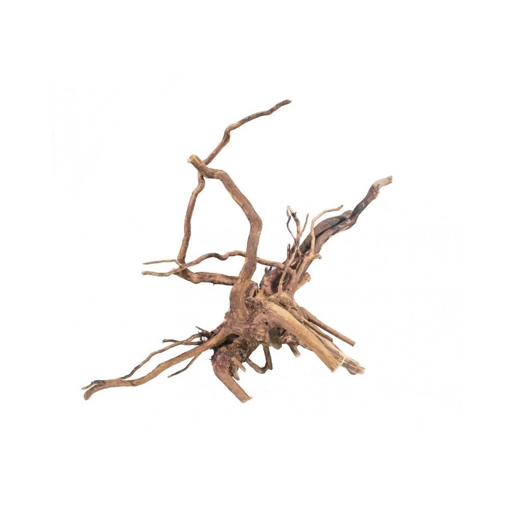 Racine marais Root Rouge Moor Mix