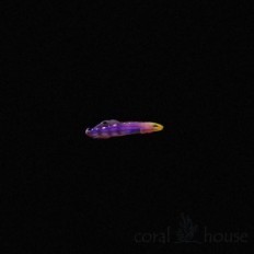 Amblygobius rainfordi zivis