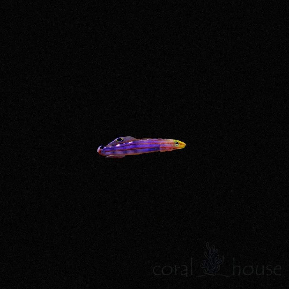 Amblygobius rainfordi zivis