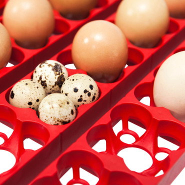 Επεξεργασία του σωλήνα σε 49 αυτόματα αυγά με ένα σύστημα ενυδάτωσης 150 Biomaster 150 στο