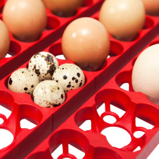 Inkubator av slangen til 49 automatiske egg med et Biomaster 150 fuktighetsgivende system i