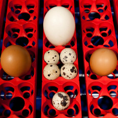 Incubator van de slang tot 49 automatische eieren met een professioneel bevochtigingssysteem 150 W