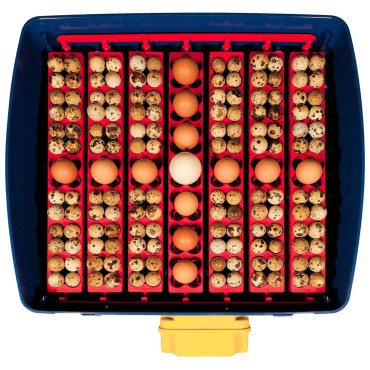 Incubadora da mangueira para 49 ovos automáticos com um sistema de umidificação profissional 150 W