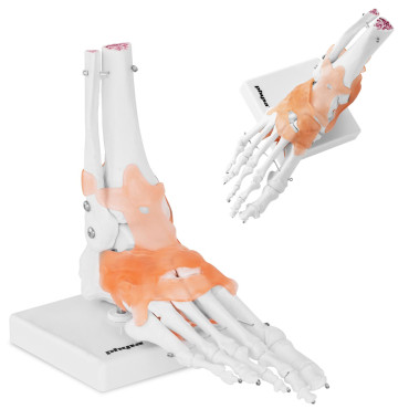 Model anatomiczny stawu...