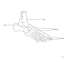 Anatomický model kotníku rybník s 1: 1 vazbou měřítka