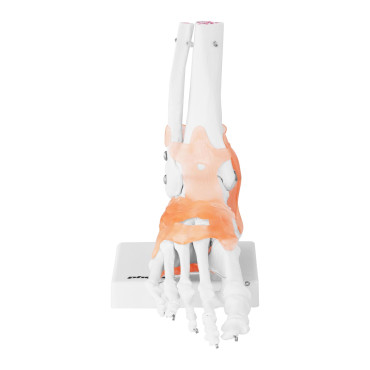 Anatomický model členka rybníka s 1: 1 Zariadenie