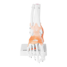 Anatomisch model van enkelvijver met 1: 1 schaal ligament