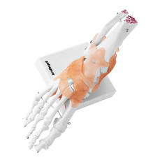 Anatomisk modell av ankel dam med 1: 1 skala ligament