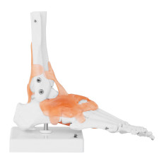 Anatomical model of ankle pond with 1: 1 scale ligament