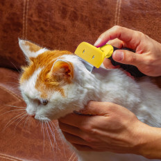 Brosser le trimmer de la courge pour enlever la chatte pour chien de cheveux d'animaux 10 cm