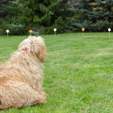 Recinzione per la formazione elettrica di Pastuch per cani con colletto 300m - Set