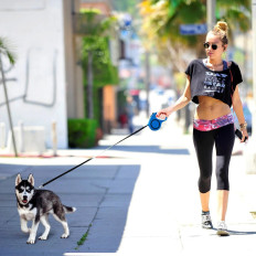 Αυτόματη ταινία κυλίνδρου ταινίας με κλειδαριά σκύλου έως 15 kg 5 m - μπλε