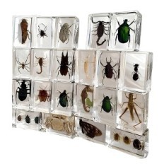 Ένα σύνολο εντόμων στην ρητίνη 12 PCs δίνουν τις συλλογές μπορεί επίσης να χρησιμοποιηθεί ως διακόσμηση μιας ευαίσθητης διακόσμη