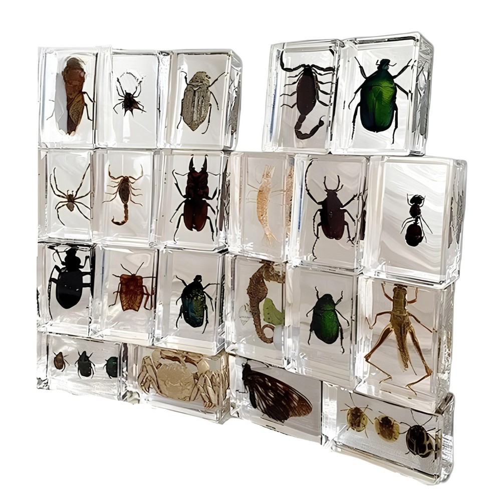 Un conjunto de insectos en la resina 12, las PC de la resina, también se pueden usar las colecciones como una decoración de una 