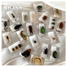 Un conjunto de insectos en la resina 12, las PC de la resina, también se pueden usar las colecciones como una decoración de una 