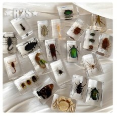 Um conjunto de insetos na resina 12 PCs dá as coleções também podem ser usadas como uma decoração de uma decoração delicada