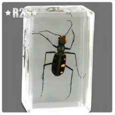A set of insects in the resin 12 pcs give the collections can also be used as a decoration of a delicate decoration