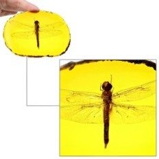 Dragonfly v Amber imitaciji Amber z realističnim ornamentom žuželk s potopljeno žuželko, idealno za zbiranje in znanost