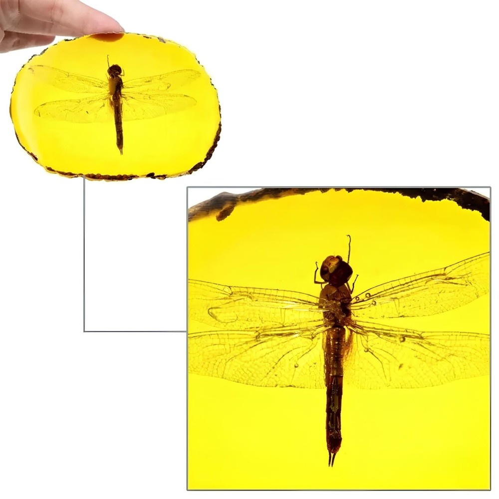Libellula in ambra imitazione ambra con un ornamento di insetti realistico con insetto affondata, ideale per la raccolta e la sc