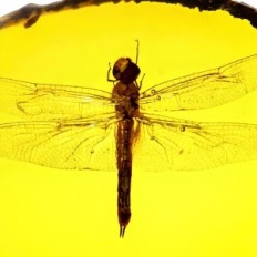 Dragonfly ambriseerunud amber amber realistliku putukate ornamenti uppunud putukate, ideaalne kogumise ja teaduse