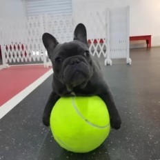 Big Tennis Ball Dog Dog 24cm Interactive legetøjsbestandig over for Biting for Big Races