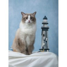 Fotografie Pozadie Kate Backdrops s rozmermi 3x3m Farba modrej vody