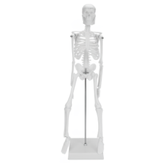 Cilvēka skeleta modelis Moving 45 cm Izglītības anatomiskais modelis mācību bioloģijai