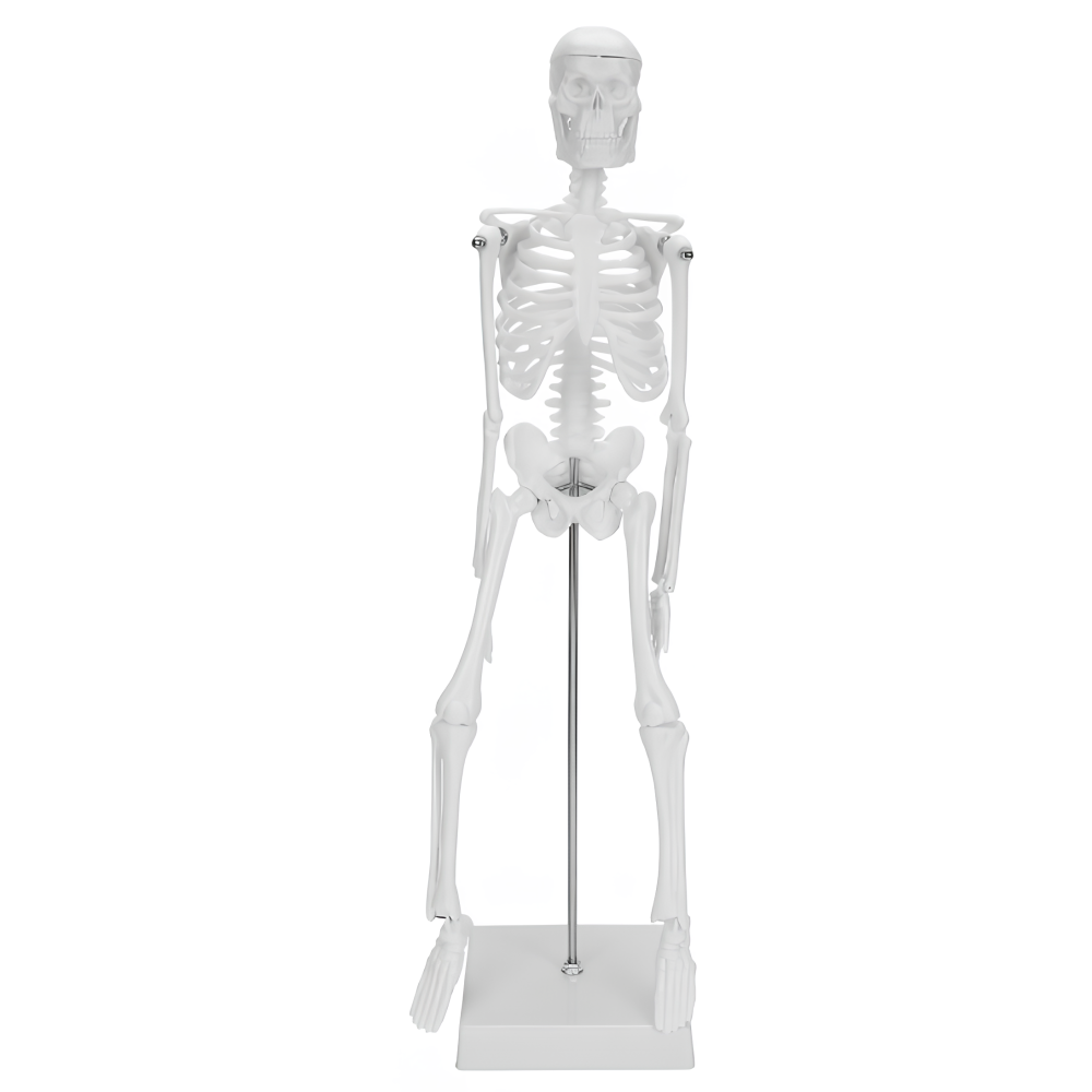 Modelo de esqueleto humano moviendo 45 cm modelo anatómico educativo para la biología del aprendizaje