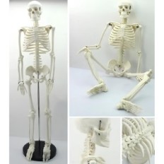 Modell av mänskligt skelett Flytta 45 cm pedagogisk anatomisk modell för lärandebiologi