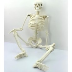 Modelis žmogaus skeletas juda 45 cm švietimo anatominis modelis mokymosi biologijos