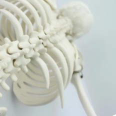 Model lidské kostry pohybující se 45 cm Vzdělávací anatomický model pro učení biologie