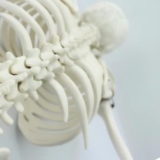 Model of human skeleton moving 45 cm educational anatomical model for learning biology