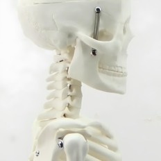 Model af menneskeligt skelet, der flytter 45 cm uddannelsesmæssig anatomisk model til læringsbiologi