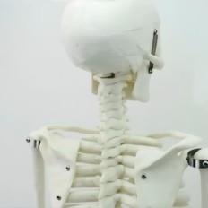 Modell av mänskligt skelett Flytta 45 cm pedagogisk anatomisk modell för lärandebiologi