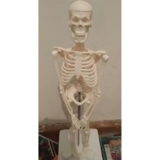 Emberi mozgó csontváz modell 45 cm oktatási anatómiai modell a tanulás biológia