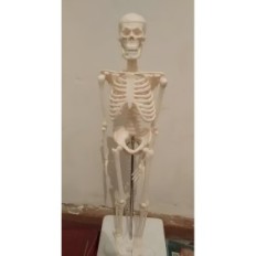Model lidské kostry pohybující se 45 cm Vzdělávací anatomický model pro učení biologie