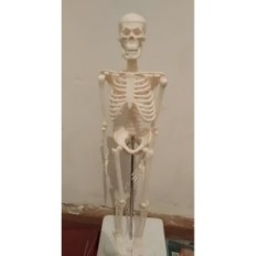 Modelis žmogaus skeletas juda 45 cm švietimo anatominis modelis mokymosi biologijos