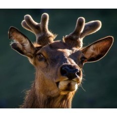 Jagd-Kamera Fotoplastka IZEEKER IG200, 4K 30FPS 48MP mit 32 GB und 4AA