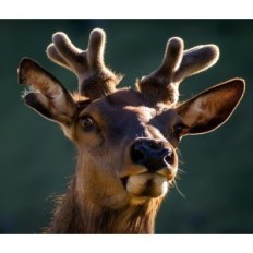 Photopulant d'occasion, appareil photo de la caméra IG400 IG400 4K30FPS pour la surveillance de la faune et de la sécurité