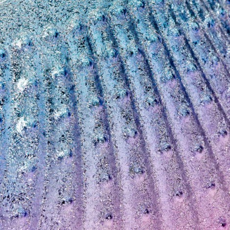 Pinceau dépoussiérant en forme de coquillage — gros plan surface